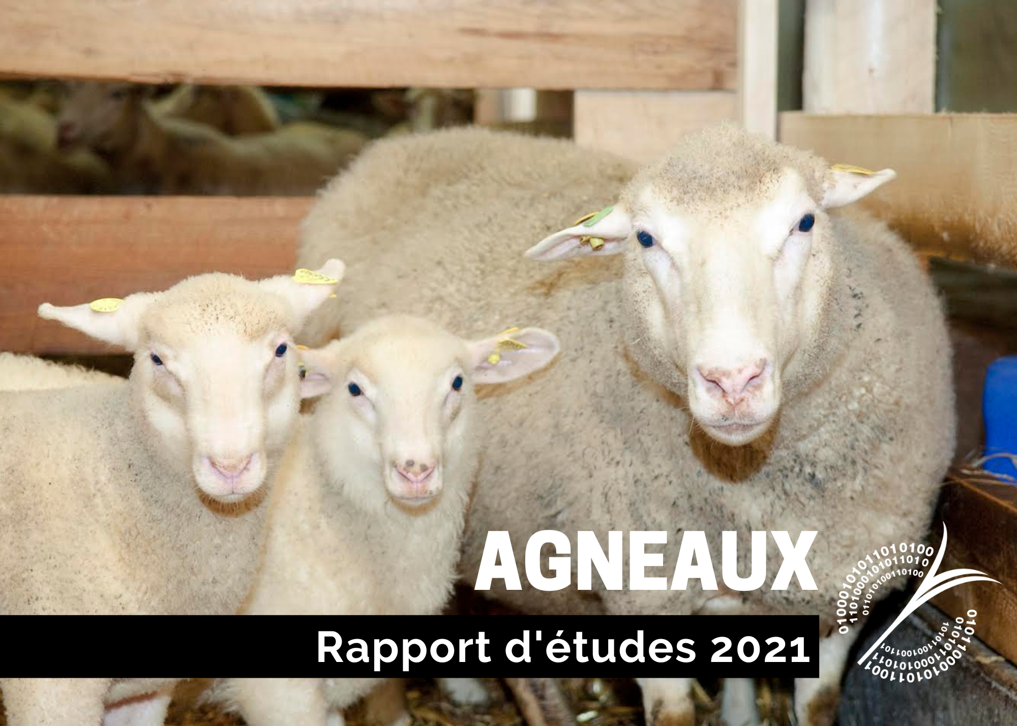 Études de coûts de production : Étude sur le coût de production - Agneaux 2021